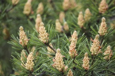 Seçici odaklanma. Erkek kozalakları (Pinus sylvestris). Çam poleni güçlü bir alerjiktir..