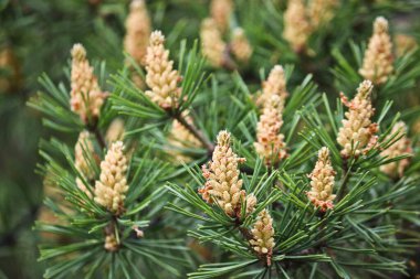 Seçici odaklanma. Erkek kozalakları (Pinus sylvestris). Çam poleni güçlü bir alerjiktir..