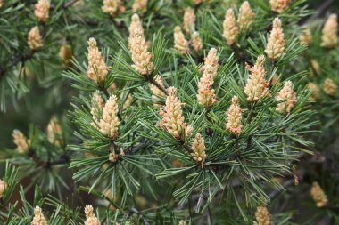 Seçici odaklanma. Erkek kozalakları (Pinus sylvestris). Çam poleni güçlü bir alerjiktir..