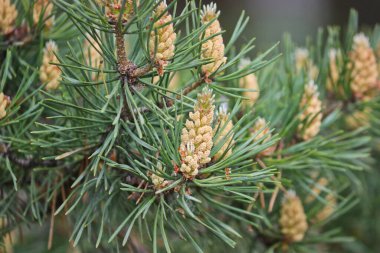 Seçici odaklanma. Erkek kozalakları (Pinus sylvestris). Çam poleni güçlü bir alerjiktir..