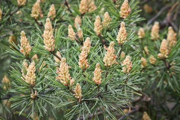 Foco Seletivo Pinheiros Machos Pinus Sylvestris Pólen Pinho Alérgeno Forte — Fotografia de Stock