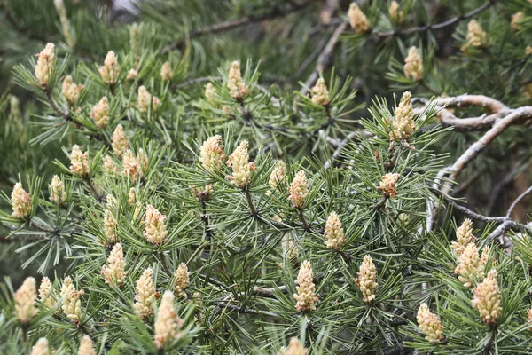 Selektiver Fokus Männliche Kiefernzapfen Pinus Sylvestris Kiefernpollen Sind Ein Starkes — Stockfoto