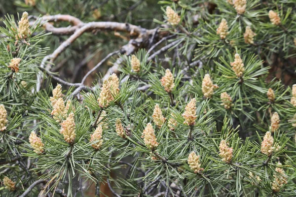 Selektiver Fokus Männliche Kiefernzapfen Pinus Sylvestris Kiefernpollen Sind Ein Starkes — Stockfoto