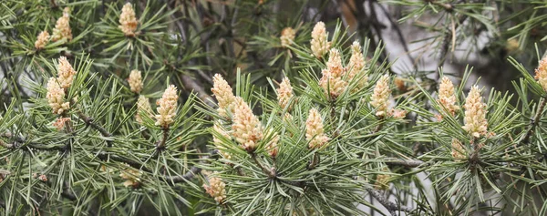 Selektiver Fokus Männliche Kiefernzapfen Pinus Sylvestris Kiefernpollen Sind Ein Starkes — Stockfoto