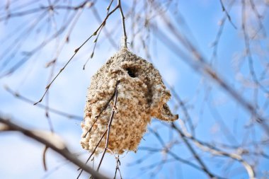 Eurasian penduline tit bird nest (Remiz pendulinus) on a birch twig. Spring, the time of the establishment of offspring. Close-up. Unusual bird's nest in the form of mittens.