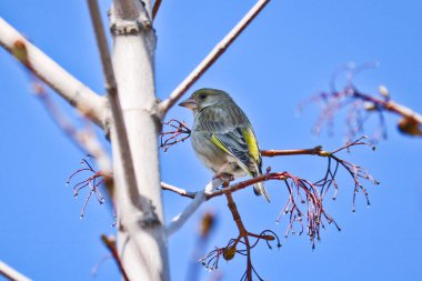 Avrupa yeşil ispinozu (Chloris chloris) bir dalda bulunur. Sarı tüylü güzel kuş ispinoz familyasından küçük bir kuş türü..