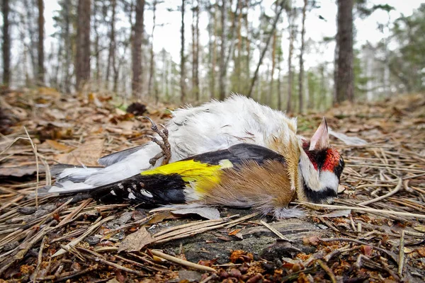 Ölü Ispinoz Kuşu Carduelis Carduelis Bir Orman Zemininde Yatar Kuş — Stok fotoğraf