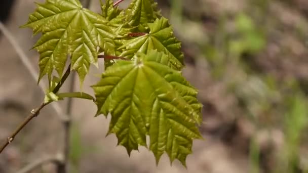 Yeşil bahar bırakır. Rüzgarda sallanan güzel genç yeşil akçaağaç ağaç. — Stok video