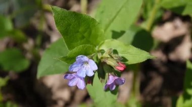 lungwort Pulmonaria çiçek açan çiçek