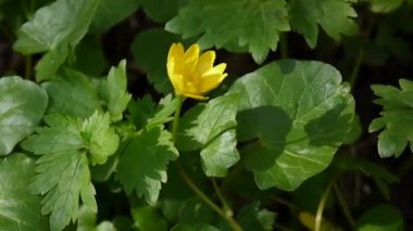 Düğünçiçeği ficaria çiçek bahar günü çayırda. Sarı çiçek.