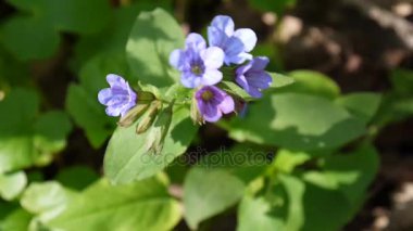 lungwort Pulmonaria çiçek açan çiçek