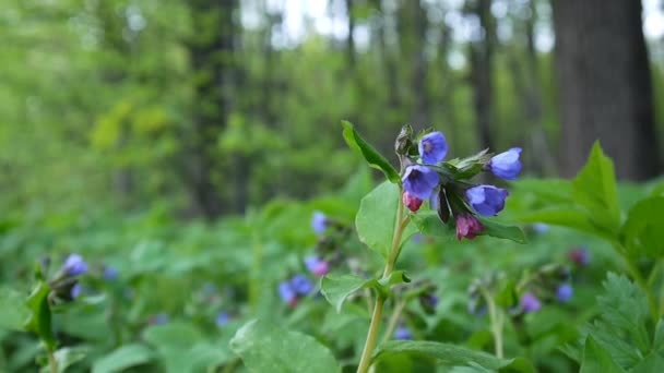 Lungwort Pulmonaria blooming flower footage on the forest background — Stock Video
