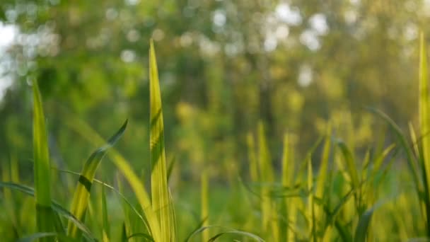 Зеленая трава макро солнце светит через листья травы красивый фон весной — стоковое видео