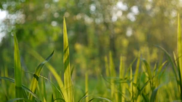 Grünes Gras Makro Sonne scheint durch die Blätter des Grases schönen Hintergrund Frühling — Stockvideo