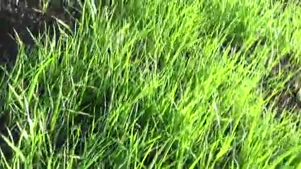 Vert herbe mouvement subjectif caméra fermeture vidéo — Video