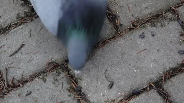 Pombo Columba livia come sementes de girassol na calçada de paralelepípedo. Filmagem filme . — Vídeo de Stock