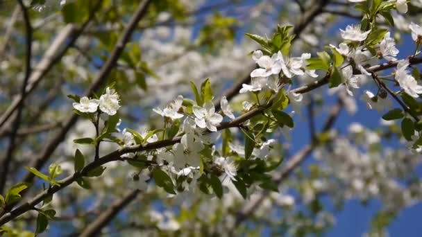Blossom arbre ciel cerisier branche bleu ciel fond .