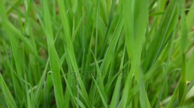 Yeşil çim makro güzel arka plan bahar Rüzgar üzerinde