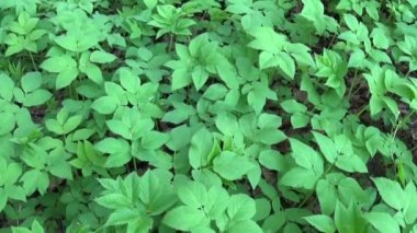 Bahar Aegopodium podagraria çim. Tıbbi yabani bitki. Canlı panorama, kamera hareketli.