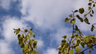 Taze aspen bahar titremeye Rüzgar bırakır. Gökyüzü arka plan.