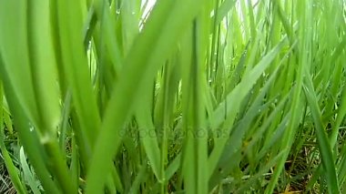 Yeşil çim makro güzel arka plan bahar Rüzgar üzerinde