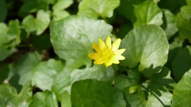 Düğünçiçeği ficaria çiçek bahar günü çayırda. Sarı çiçek.