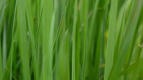 Grönt gräs makro vacker bakgrund våren på vinden — Stockvideo