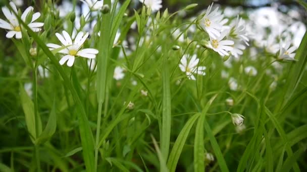 Wilde stellaria weiße Blüten, die im Wind schwingen. Frühling. — Stockvideo