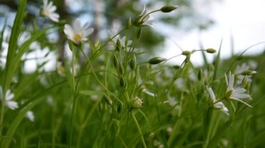Rüzgârla sallanan vahşi Stellaria beyaz çiçekler. Bahar.