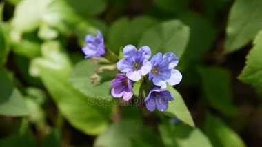 lungwort Pulmonaria baharda çiçek açan. Çiçek rüzgar üzerinden video hafif hareket.