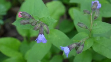 lungwort Pulmonaria baharda çiçek açan. Çiçek rüzgar üzerinden video hafif hareket.