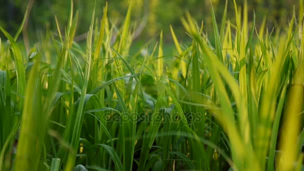 Erba verde macro sole splende attraverso le foglie dell'erba bella primavera sfondo — Video Stock