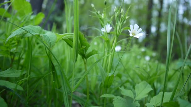 Wilde stellaria weiße Blüten, die im Wind schwingen. Frühling. — Stockvideo