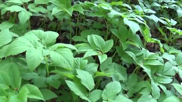 봄에 Aegopodium podagraria 잔디입니다. 약 야생 식물입니다. 잡 초입니다. 라이브 파노라마, 카메라를 이동입니다. 젊은 녹색 잎. — 비디오