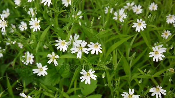 Divoké květy Stellaria bílé houpat ve větru. Jaro. — Stock video