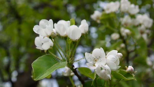 바람에 아름 다운 꽃이 만발한 사과 나무 정원에서 봄. 정적 카메라. — 비디오