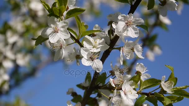 Bloesem boom hemelachtergrond cherry tak blauwe hemel. — Stockvideo