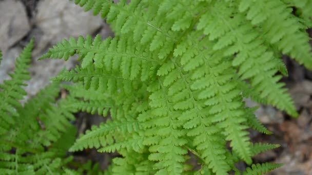 Video de hojas de helecho balanceándose en el bosque.. Athyrium filix — Vídeos de Stock