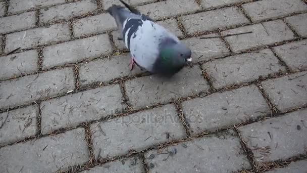 Güvercin Columba livia Ayçiçeği tohumları Arnavut kaldırımlı kaldırımda yiyor. Görüntüleri film. — Stok video