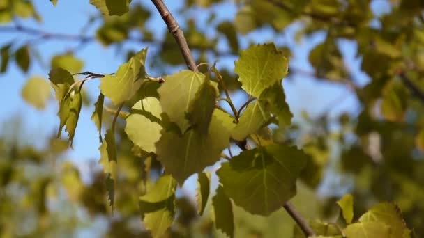 Fresh aspen leaves in spring tremble in the wind. Sky background. — Stock Video