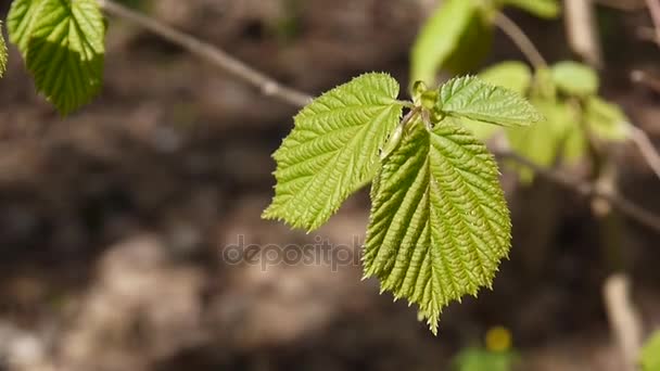Brunch of hazel tree in the forest macro. Static camera. — Stock Video