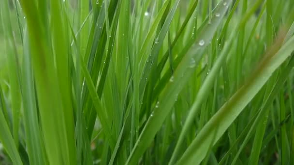 Hierba verde con gotas macro hermoso fondo primavera en el viento — Vídeos de Stock