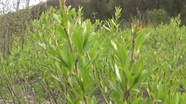 Du saule de Bush. Salix. Panorama des branches avec des feuilles . — Video