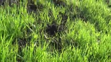 yeşil çim hareket öznel kamera görüntüleri kapatma