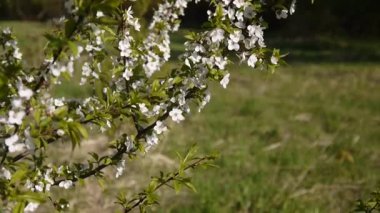 Rüzgarla çiçek açan çiçeği ağacı gökyüzü kiraz Şubesi