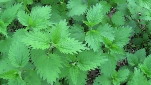 Fresh green nettle in spring wind breeze. Panorama, motion camera. — Stock Video