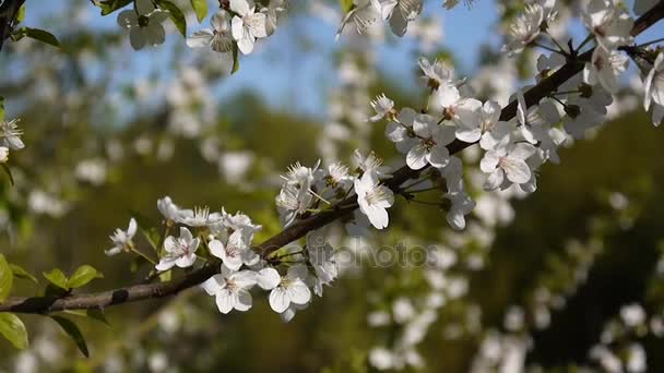 Blossom arbre ciel cerisier branche bleu ciel fond . — Video