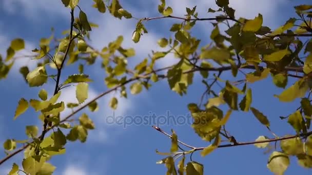 Fresh aspen leaves in spring tremble in the wind. Sky background. — Stock Video