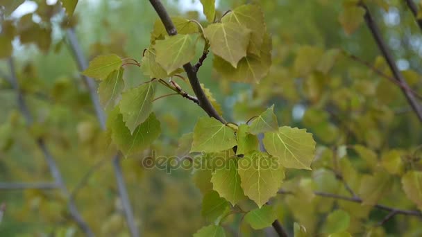 Fresh aspen leaves in spring tremble in the wind. — Stock Video