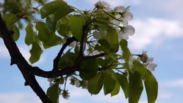 Bilder av vita äppelblom närbild blå himmel bakgrund av våren mjuk bris grenar i rörelse. Statisk kamera skytte. — Stockvideo